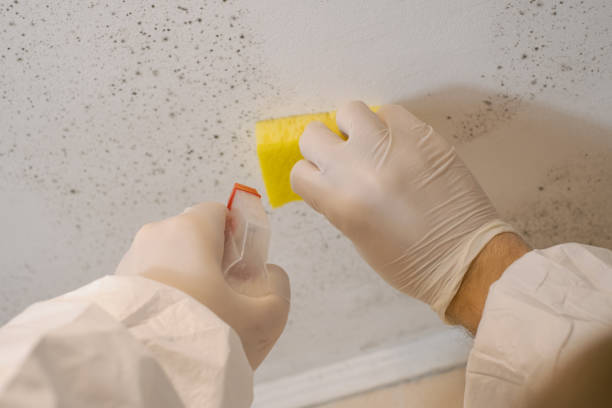 Best Mold Prevention Services  in Avilla, IN