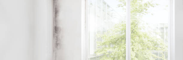 Best Black Mold Removal  in Avilla, IN