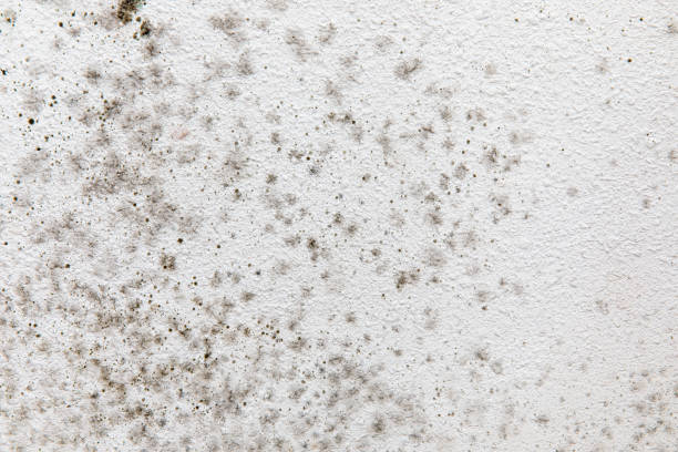Best Forensic Mold Investigation  in Avilla, IN