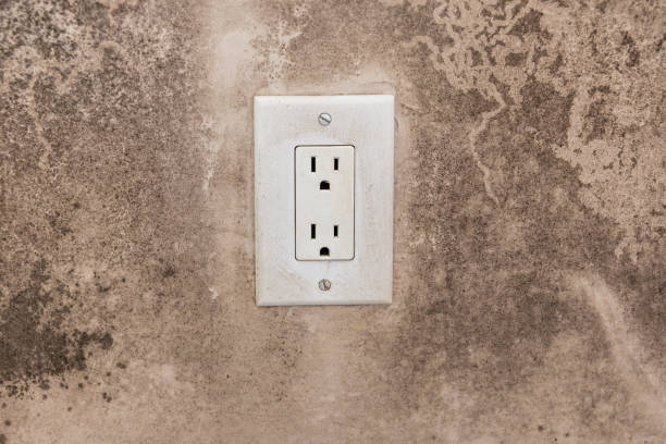 Best Emergency Mold Remediation  in Avilla, IN