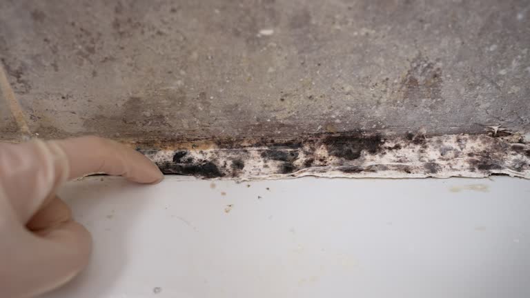 Best Black Mold Removal  in Avilla, IN