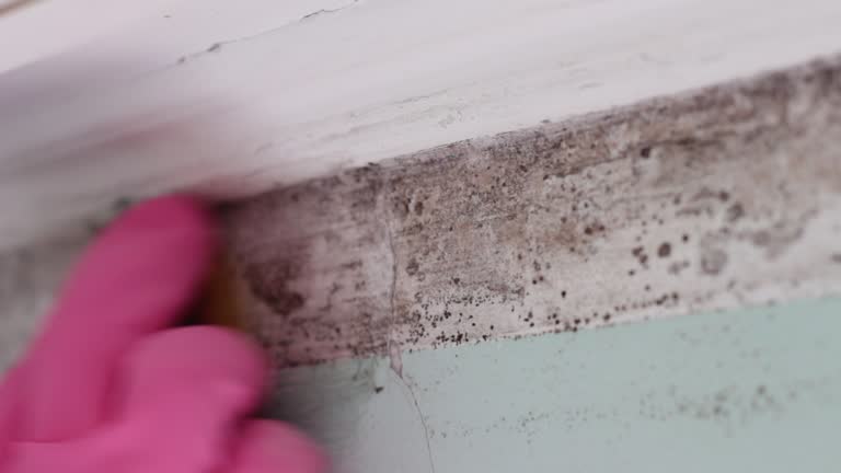 Best Industrial Mold Remediation  in Avilla, IN